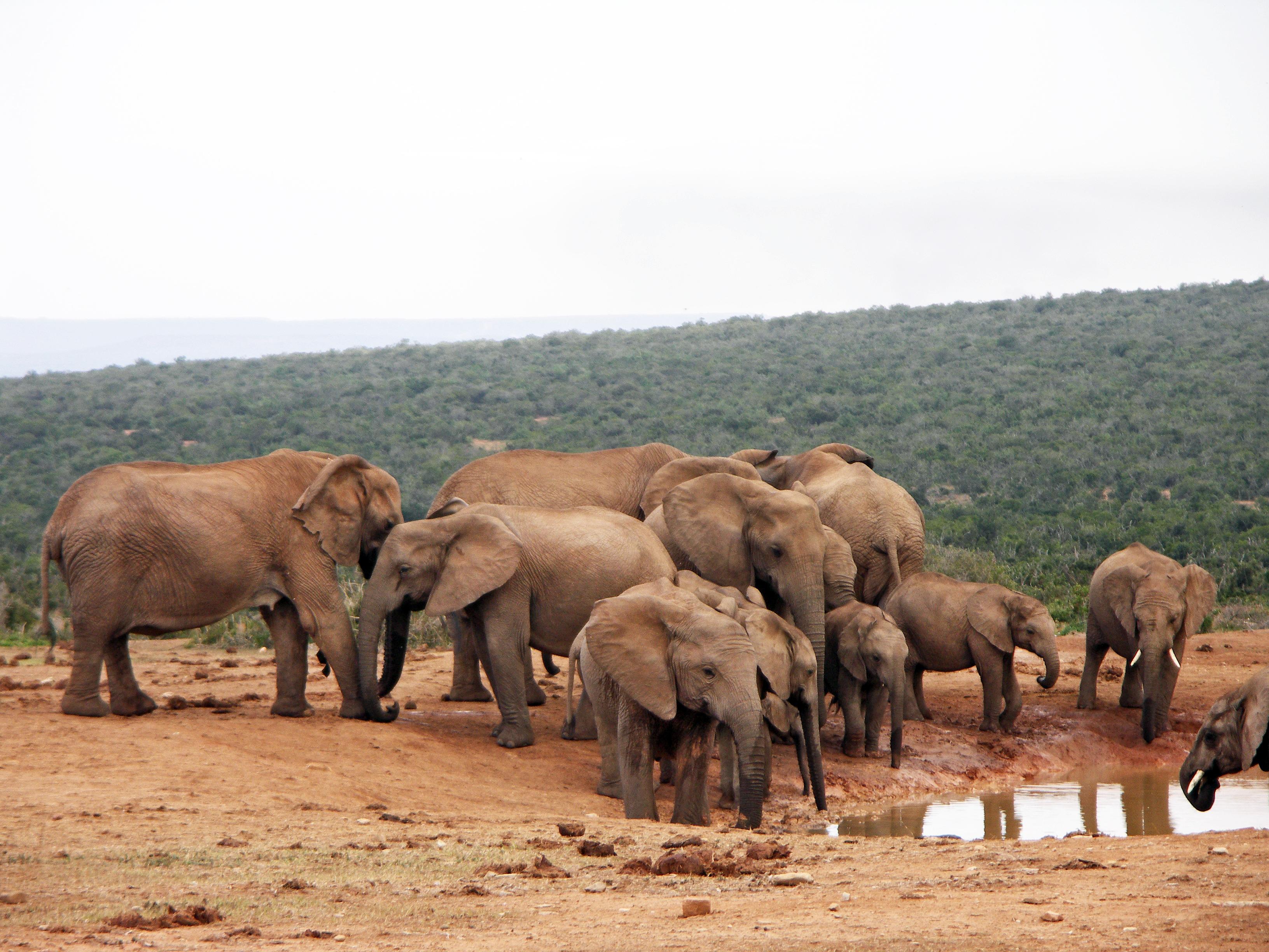 Addo Elephant National Park
